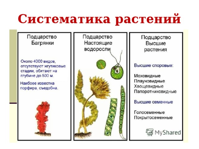 Систематика растений высшие и низшие. Сравнительная характеристика водорослей.