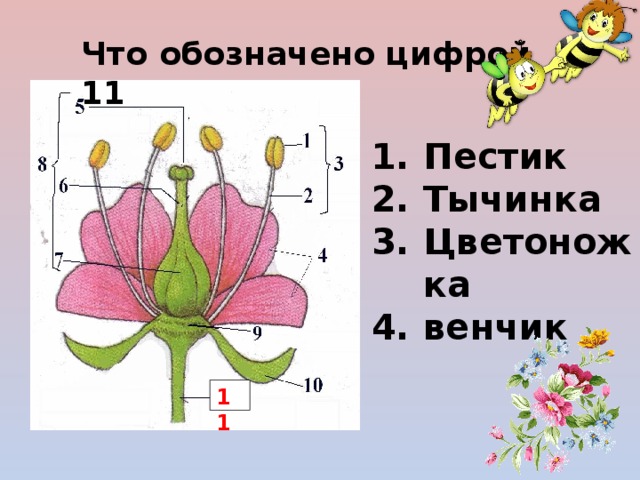 На рисунке изображен цветок вишни что обозначено цифрой 1