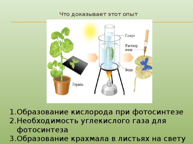 Менее простейший способ. Опыт с пеларгонией фотосинтез биология 6 класс. Опыт доказывающий необходимость света для фотосинтеза. Опыты с растениями. Опыты доказывающие фотосинтез.