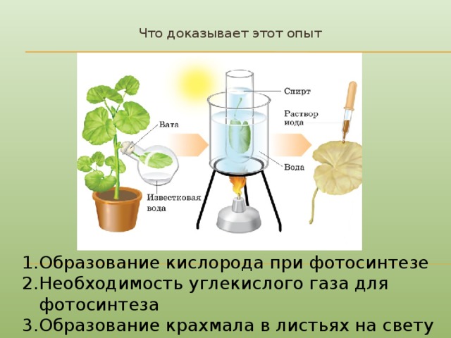 Что произойдет с известковой водой. Опыты по фотосинтезу. Опыт образование крахмала в листьях. Опыты доказывающие фотосинтез. Опыты с растениями.