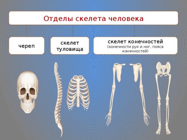 Деление скелета на отделы. Скелет человека отделы скелета. Отделы скелета: туловище, конечности, череп.