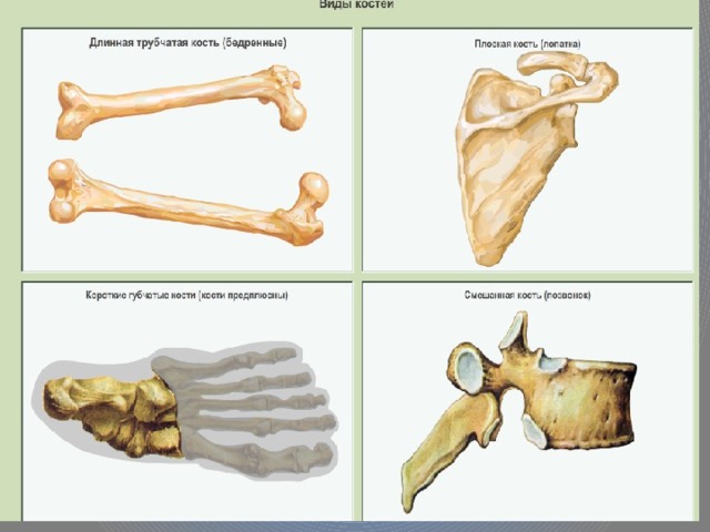 Удлиненная кость. Трубчатые кости длинные и короткие. Виды костей трубчатые длинные короткие. К длинным трубчатым костям относят. Трубчатой костью является.