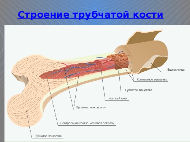 Имеет трубчатое строение. Кровеносная система трубчатой кости. Строение трубчатой кости. Строение трубчатой кости рисунок. Строение длинной трубчатой кости.