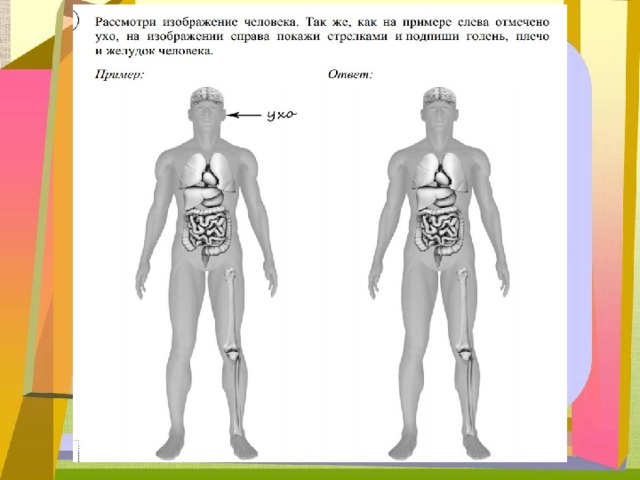 Части тела человека впр 4 класс окружающий. Изображение тела человека ВПР. Строение человека ВПР. Строение тела человека ВПР. Схема строения человека ВПР.