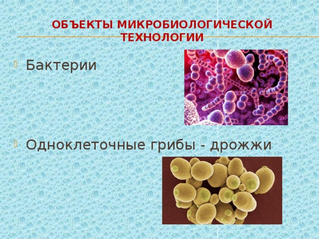 Объекты микробиологической технологии Бактерии Одноклеточные грибы - дрожжи 