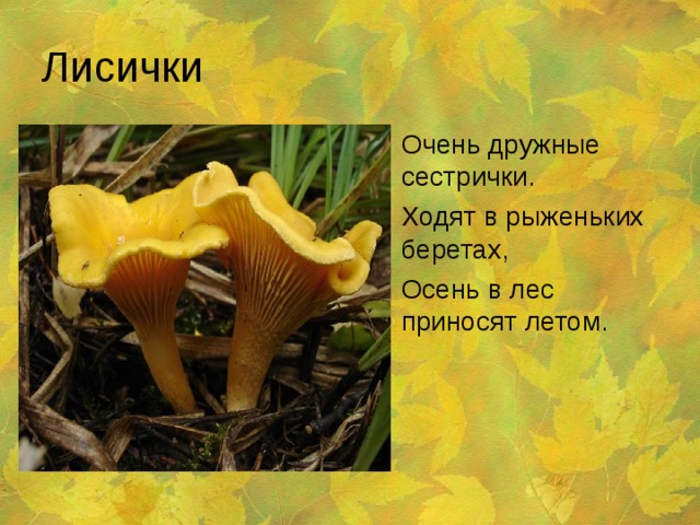 Лисички Очень дружные сестрички. Ходят в рыженьких беретах, Осень в лес приносят летом. 