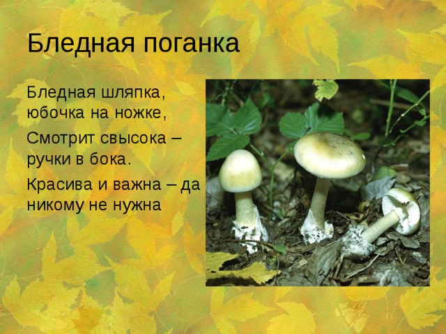 Бледная поганка Бледная шляпка, юбочка на ножке, Смотрит свысока – ручки в бока. Красива и важна – да никому не нужна  