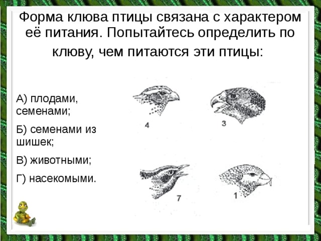 На рисунке изображен процесс который представляет собой реакцию организма перелетных птиц ответы огэ