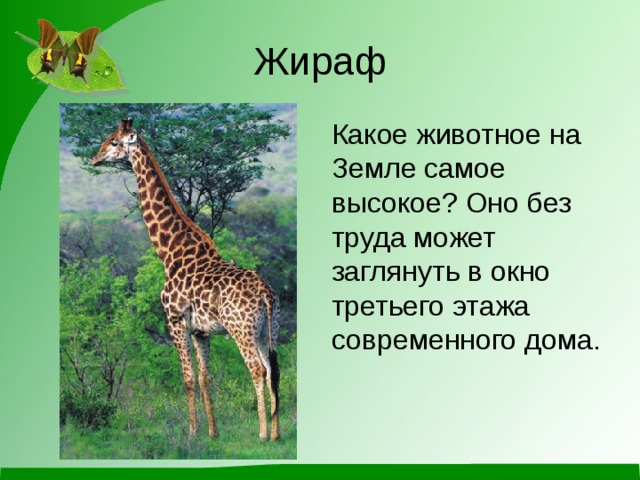 Жираф какая природная зона. Жираф это какое животное. Жираф может заглянуть в окно какого этажа. К какой группе животных относится Жираф по способу питания. Еж и Жираф к каким зверям относится.