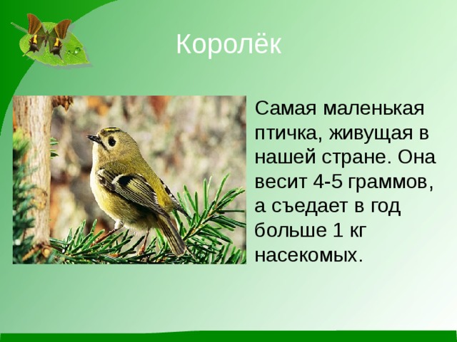 Маленькая птичка королек