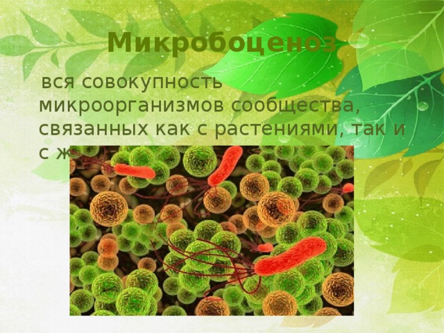 Микробоценоз  вся совокупность микроорганизмов сообщества, связанных как с растениями, так и с животными 