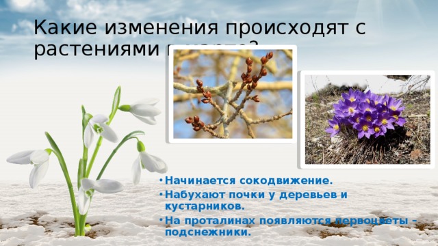 Какие изменения происходят с растениями в марте? Начинается сокодвижение. Набухают почки у деревьев и кустарников. На проталинах появляются первоцветы – подснежники. 