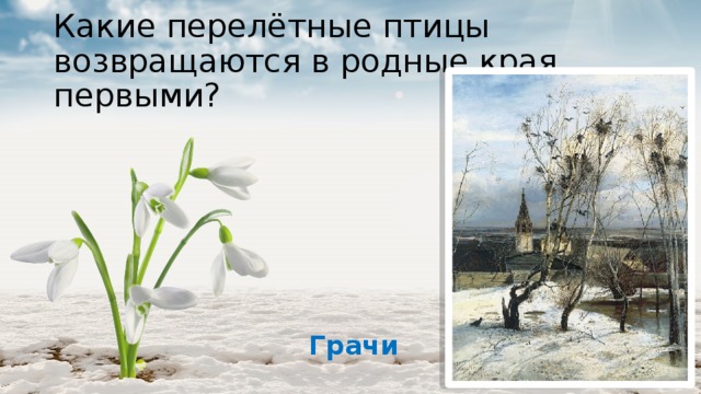 Какие перелётные птицы возвращаются в родные края первыми? Грачи 