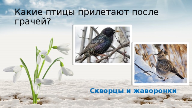 Какие птицы прилетают после грачей? Скворцы и жаворонки 