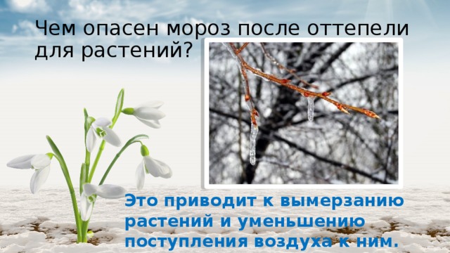 Чем опасен мороз после оттепели для растений? Это приводит к вымерзанию растений и уменьшению поступления воздуха к ним. 