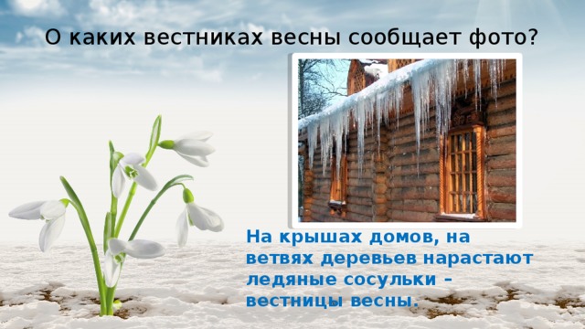 О каких вестниках весны сообщает фото? На крышах домов, на ветвях деревьев нарастают ледяные сосульки – вестницы весны. 