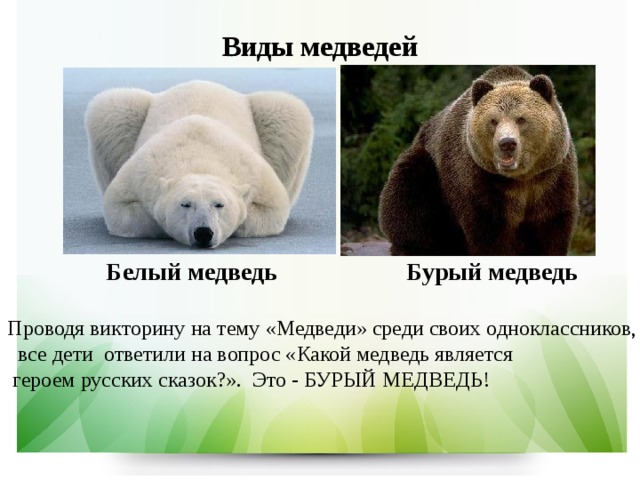 Бурый медведь проект 2 класс Исследовательская работа по окружающему миру 1 класс "Почему медведь спит зимой?
