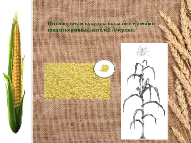 Испокон веков кукуруза была повседневной пищей коренных жителей Америки.  