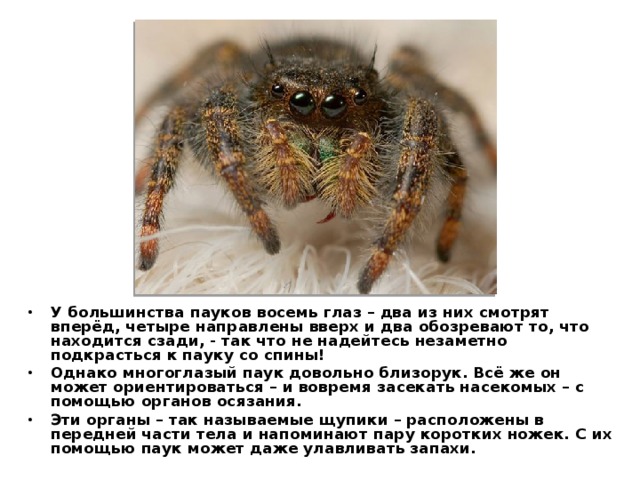 Органы осязания у пауков. Органы осязания у паукообразных. Органы зрения паука. Органы чувств у паукообразных представлены. Органами осязания пауков являются.