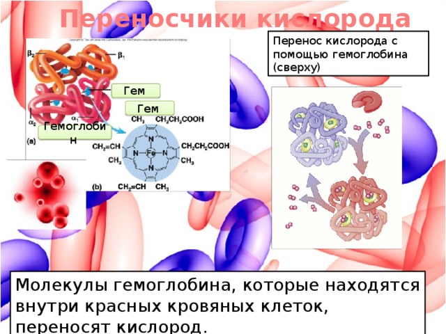 Переносчики кислорода Перенос кислорода с помощью гемоглобина (сверху) Гем  Гем  Гемоглобин  Молекулы гемоглобина, которые находятся внутри красных кровяных клеток, переносят кислород.