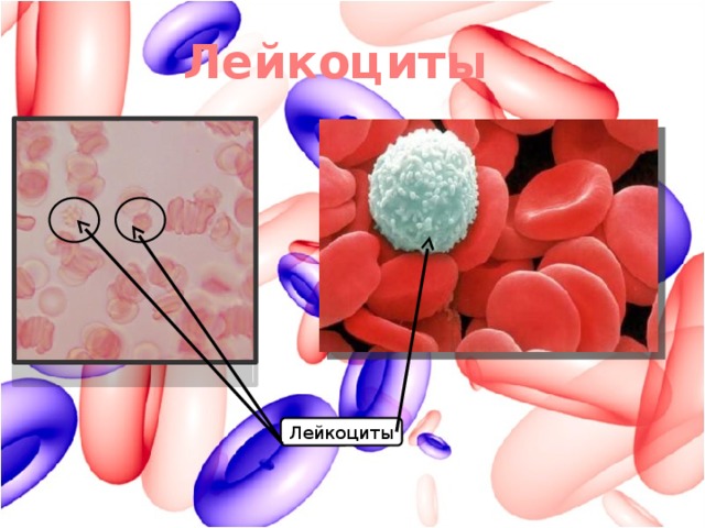 Лейкоциты Лейкоциты