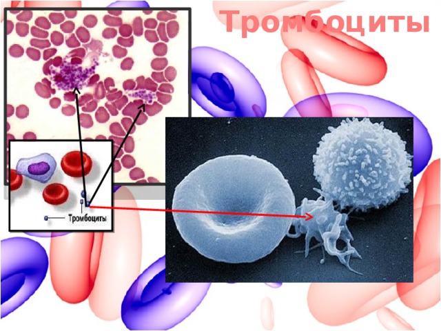 Тромбоциты