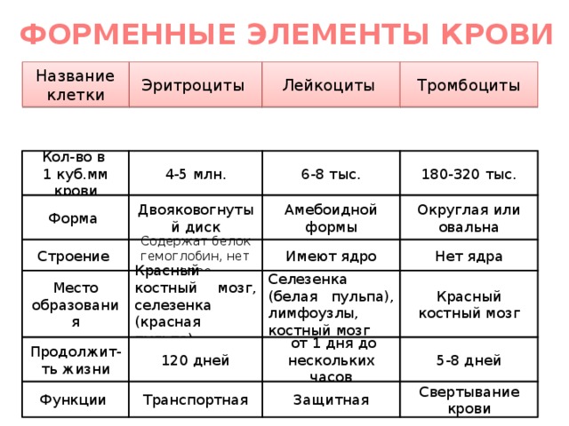 ФОРМЕННЫЕ ЭЛЕМЕНТЫ КРОВИ Эритроциты Лейкоциты Название клетки Тромбоциты Кол-во в 6-8 тыс. 180-320 тыс. 4-5 млн. 1 куб.мм крови Двояковогнутый диск Округлая или овальна Форма Амебоидной формы Имеют ядро Нет ядра Содержат белок гемоглобин, нет ядра Строение Красный костный мозг, селезенка (красная пульпа) Селезенка (белая пульпа), лимфоузлы, костный мозг Место образования Красный костный мозг 120 дней  от 1 дня до нескольких часов Продолжит-ть жизни 5-8 дней Транспортная Функции Защитная Свертывание крови