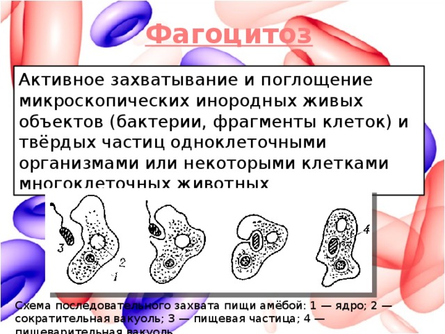 Фагоцитоз Активное захватывание и поглощение микроскопических инородных живых объектов (бактерии, фрагменты клеток) и твёрдых частиц одноклеточными организмами или некоторыми клетками многоклеточных животных Схема последовательного захвата пищи амёбой: 1 — ядро; 2 — сократительная вакуоль; 3 — пищевая частица; 4 — пищеварительная вакуоль.