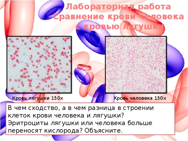 Лабораторная работа сравнение крови лягушки и человека