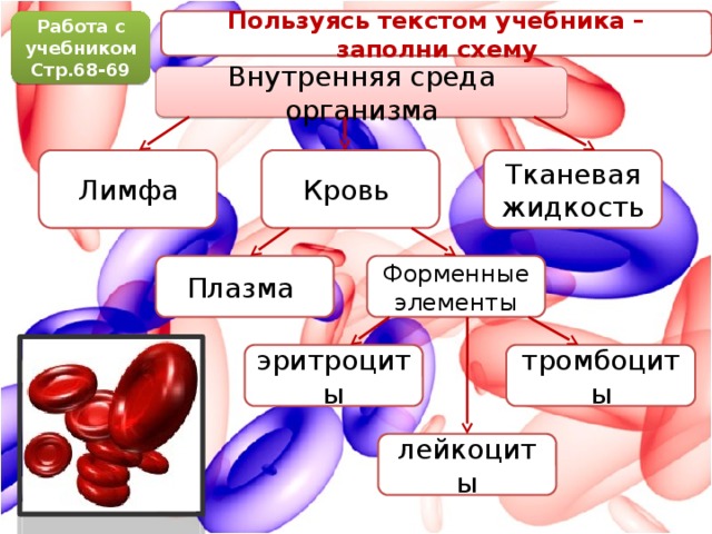 Проверочная работа по теме внутренняя среда организма