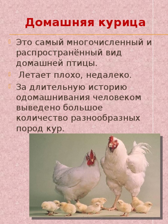 Домашняя куры описание. Доклад про курицу. Описание про домашних кур. Куры одомашнивание. Описание курицы.