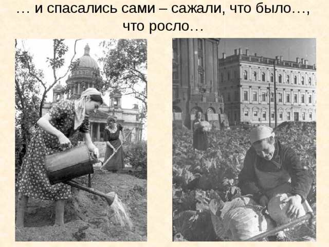 … и спасались сами – сажали, что было…, что росло… 