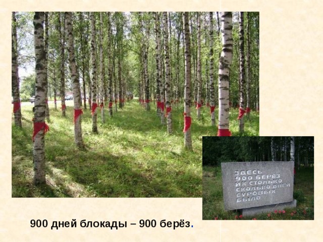 900 дней блокады – 900 берёз . 900 дней блокады – 900 берёз. 