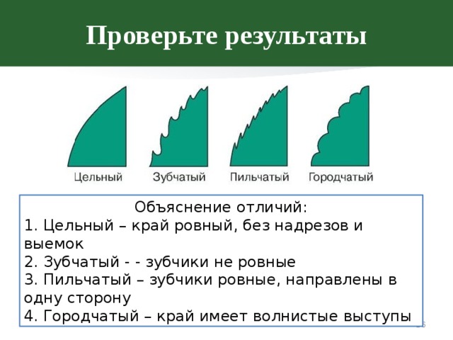 Края листьев. Край листа цельный зубчатый городчатый. Край листовой пластинки пильчатый зубчатый. Форма края листовой пластинки цельный зубчатый пильчатый городчатый. Край листа (цельный, пильчатый, зубчатый, городчатый, выемчатый и т.д.).