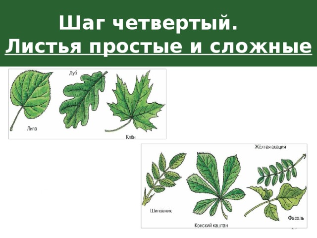 Внешнее строение листа и листорасположение листьев