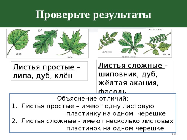 Чем отличается лист от других растений. Сложные и простые листья биология. Простые и сложные листья таблица. Строение сложных листьев. Сложные листья имеют.