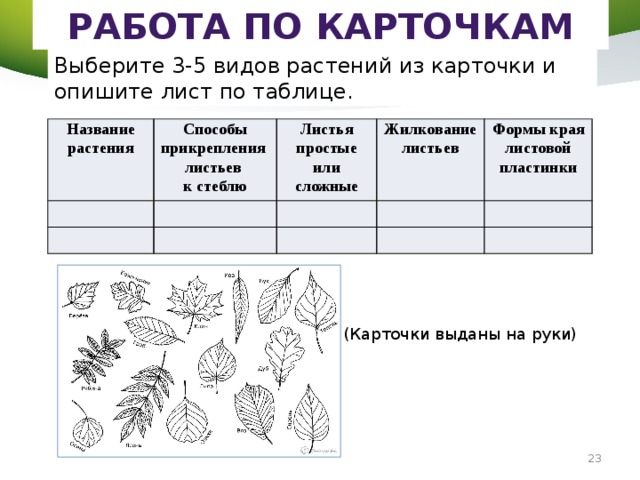 Строение листа таблица