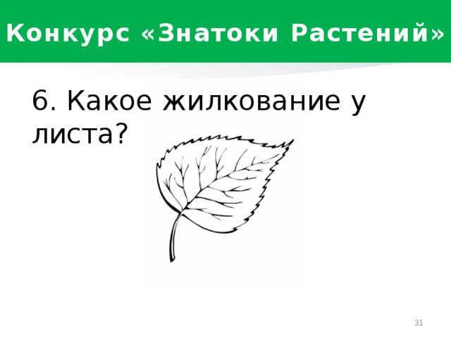 Внешнее строение листа жилкование. Жилкование листьев у клевера. Жилкование листа клевера Лугового. Тип жилкования листа клевера. Жилкование листьев у клевера Лугового.