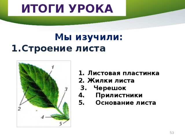 Тест строение листа 6 класс. Листовая пластинка жилки и прилистники. Листовая пластина Центральная жилка черешок. Листовая пластинка черешок жилка схема. Пластинка прилистники черешок жилки листов.