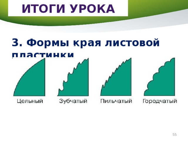 Край пластинки листа. Пильчатый край листа. Цельный край листовой пластинки. Зубчатая форма края листовой пластинки примеры. Форма края листа.