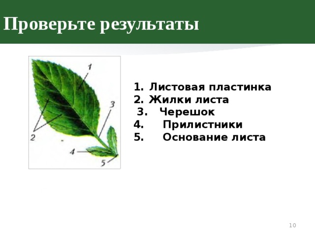 Из чего состоит лист. Основание черешок листовая пластинка листа. Листовая пластинка, жилки, черешок, прилистники, основание листа. Листья основание листа черешок листовая пластинка прилистники. Что такое лист листовая пластинка черешок жилки.