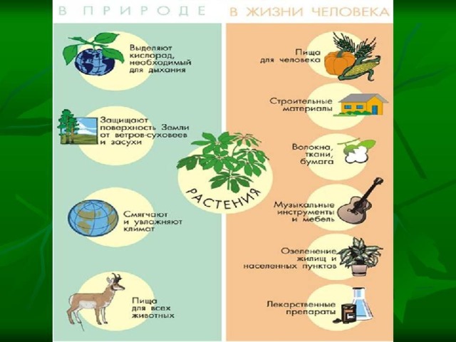 Роль Хвойных Растений В Природе И В Жизни Человека