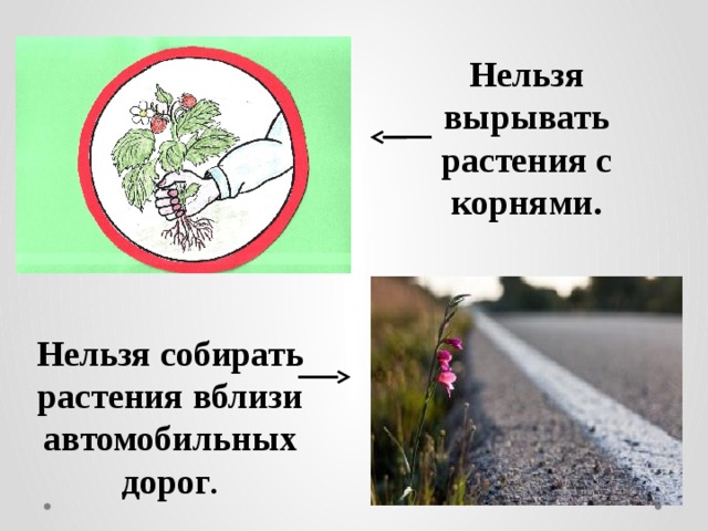 Нельзя вырывать растения с корнями. Нельзя собирать растения вблизи автомобильных дорог . 