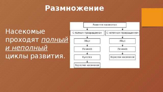 Размножение  Насекомые проходят полный и неполный циклы развития. 