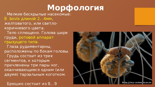  Морфология  Мелкие бескрылые насекомые : B. bovis длиной 2…4мм , желтоватого, или светло-коричневого цвета.  Тело сплющено. Голова шире груди, ротовой аппарат грызущего типа.  Глаза рудиментарны, расположены по бокам головы.  Грудь состоит из трех сегментов, к которым причленены три пары ног, оканчивающиеся одним (или двумя) тарзальным коготком.  Брюшко состоит из 8…9 члеников, обычно с шестью парами дыхалец.  У самок задний конец тела округлый. 