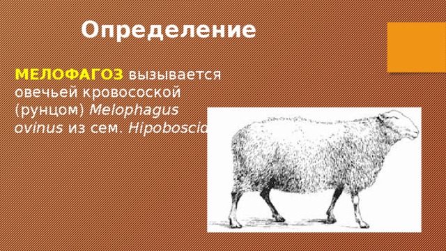 Определение  МЕЛОФАГОЗ  вызывается овечьей кровосоской (рунцом) Melophagus ovinus из сем. Hipoboscidae 