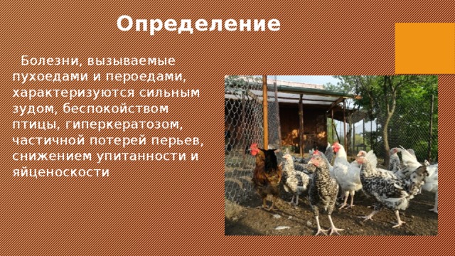 Определение  Болезни, вызываемые пухоедами и пероедами, характеризуются сильным зудом, беспокойством птицы, гиперкератозом, частичной потерей перьев, снижением упитанности и яйценоскости 