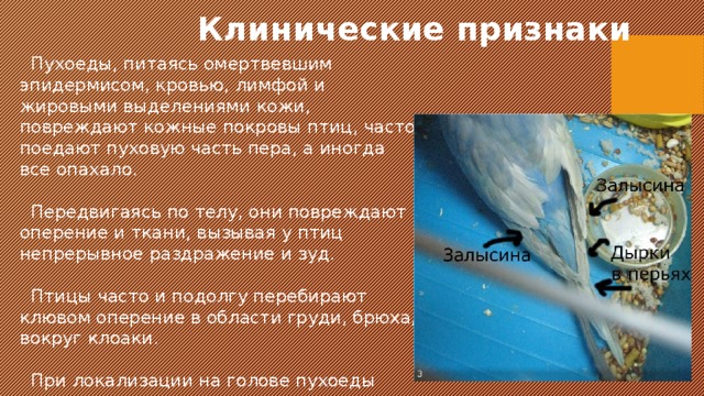 Клинические признаки  Пухоеды, питаясь омертвевшим эпидермисом, кровью, лимфой и жировыми выделениями кожи, повреждают кожные покровы птиц, часто поедают пуховую часть пера, а иногда все опахало.  Передвигаясь по телу, они повреждают оперение и ткани, вызывая у птиц непрерывное раздражение и зуд.  Птицы часто и подолгу перебирают клювом оперение в области груди, брюха, вокруг клоаки.  При локализации на голове пухоеды иногда переходят на конъюнктиву, вызывая кератоконъюнктивит. 