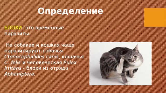 Определение БЛОХИ - это временные паразиты.  На собаках и кошках чаще паразитируют собачья Ctenocephalides canis , кошачья С. felis и человеческая Pulex irritans - блохи из отряда Aphaniptera. 