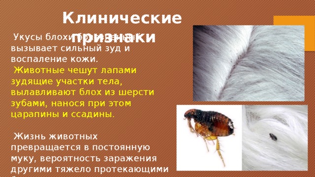 Клинические признаки  Укусы блохи болезненный, вызывает сильный зуд и воспаление кожи.  Животные чешут лапами зудящие участки тела, вылавливают блох из шерсти зубами, нанося при этом царапины и ссадины.  Жизнь животных превращается в постоянную муку, вероятность заражения другими тяжело протекающими болезнями возрастает в тысячи раз. 